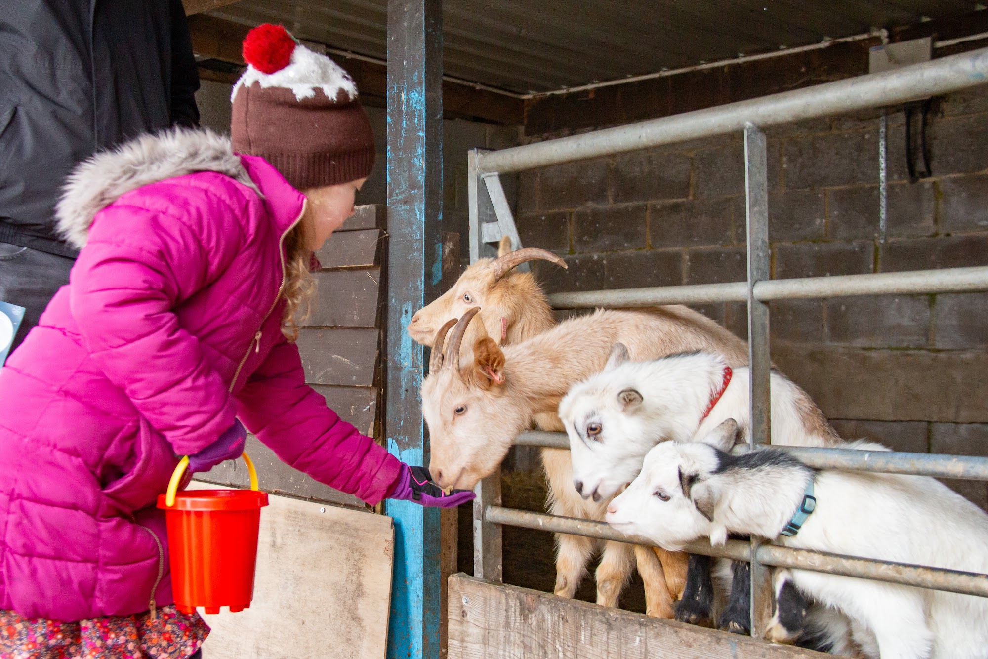 Cholderton Rare Breeds Farm