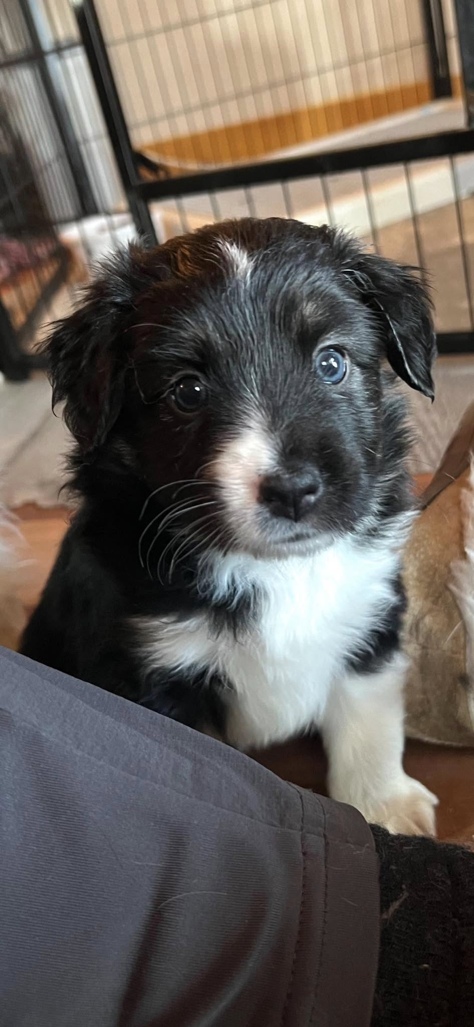 Pretty Paws Pet Grooming Airdrie