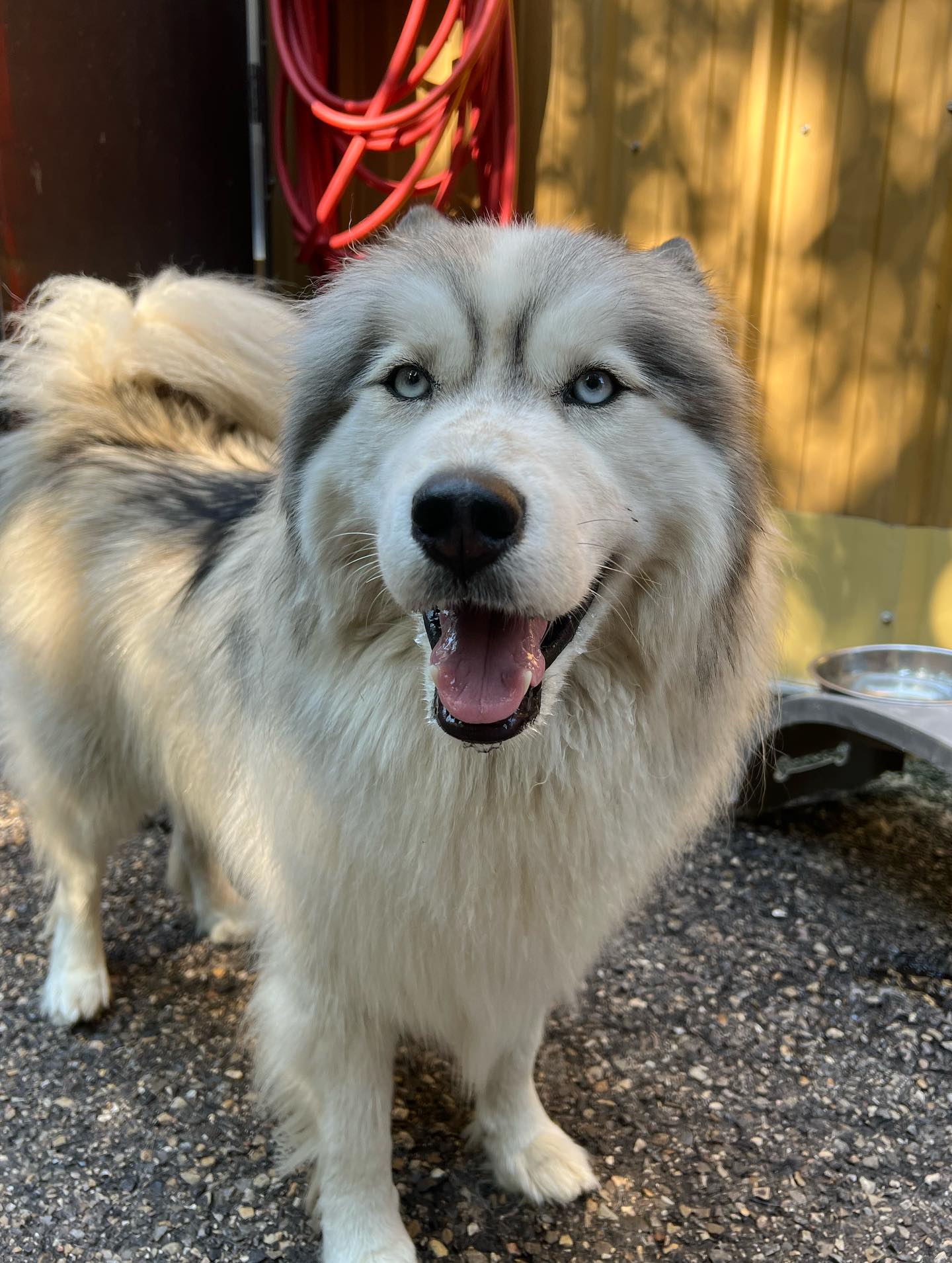 Veronica's Dog Daycare & Grooming Banff