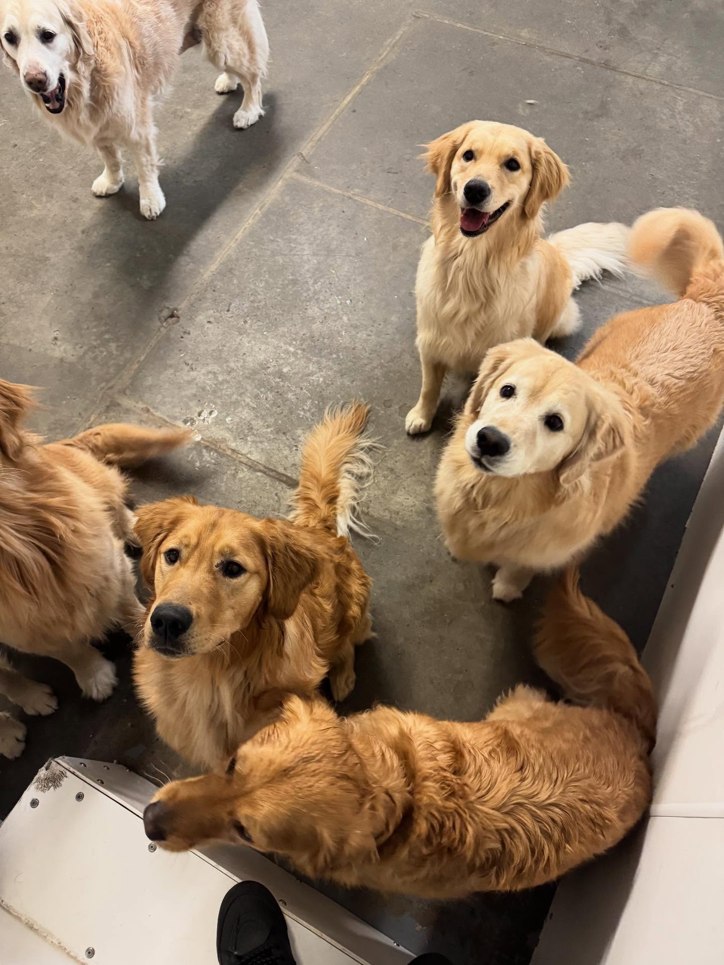 Veronica's Dog Daycare & Grooming Banff