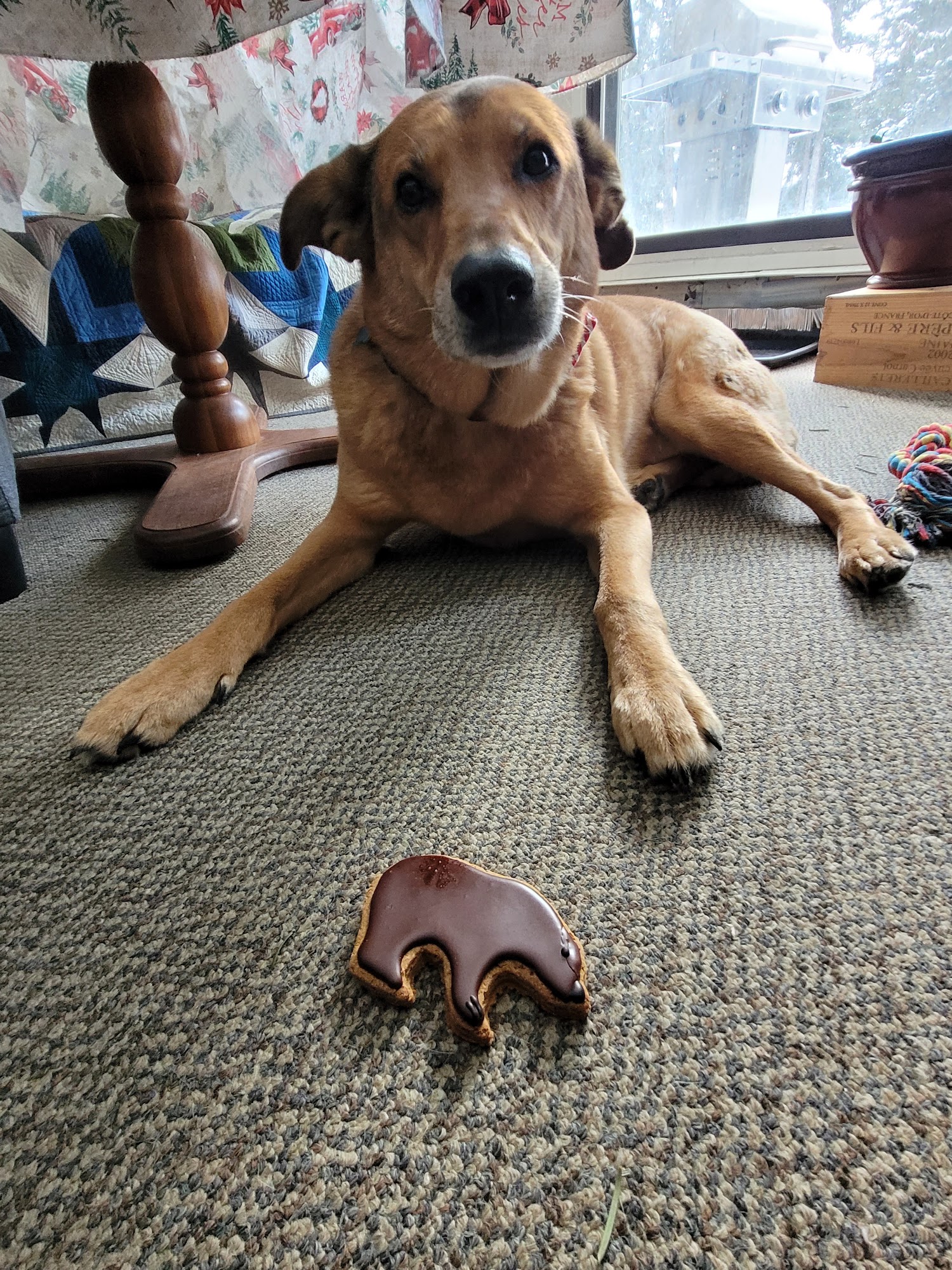 Banff Doghouse Banff