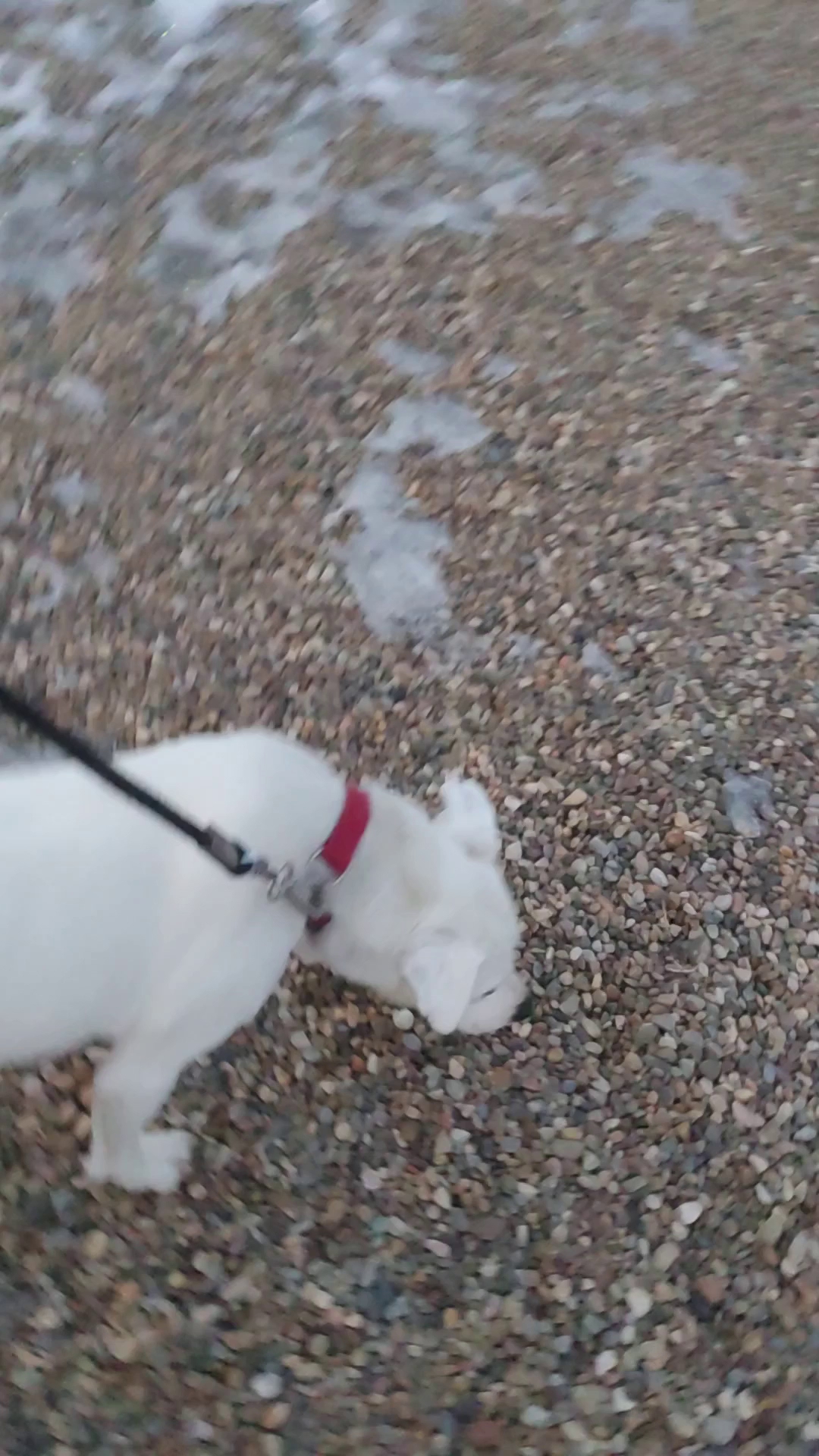 Brooks Animal Protection Society Brooks