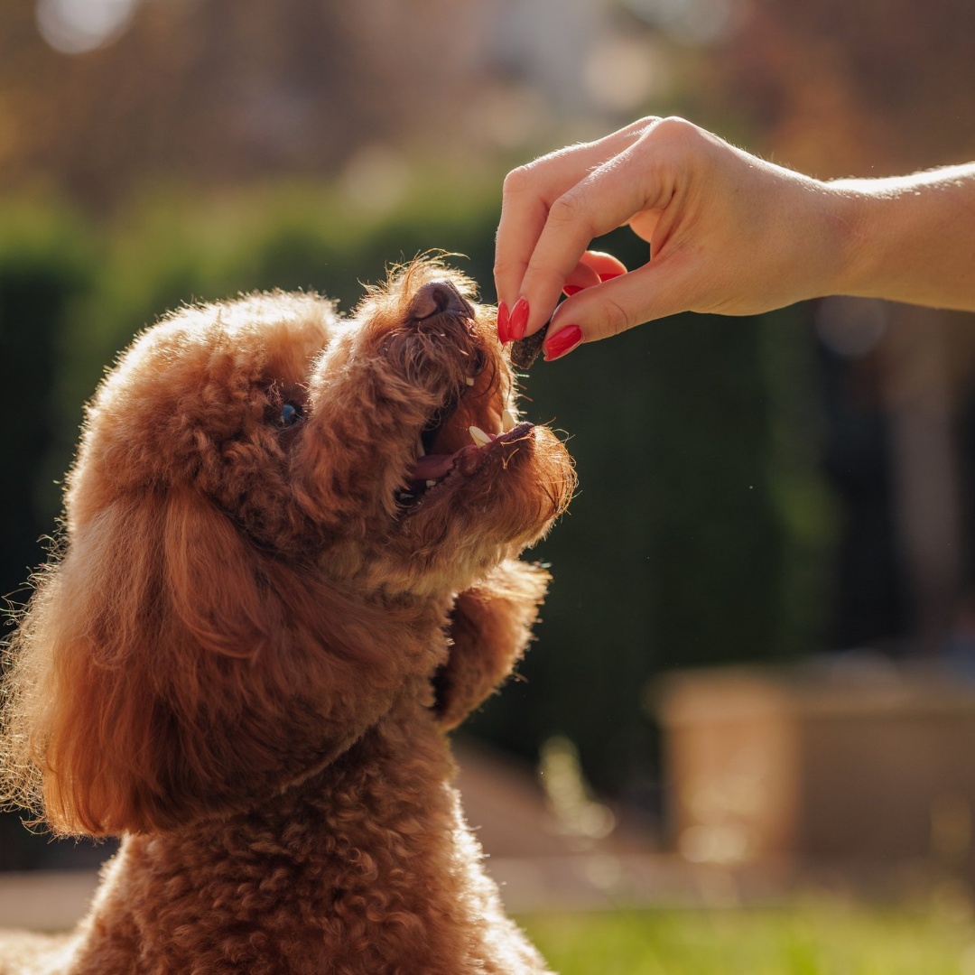 Bridlewood Veterinary Clinic Calgary