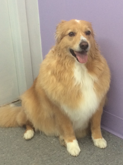 Bonnieland Puppy Parlor Calgary