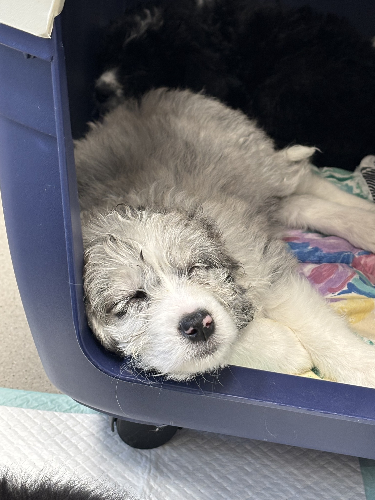 Willow Park Animal Clinic Calgary