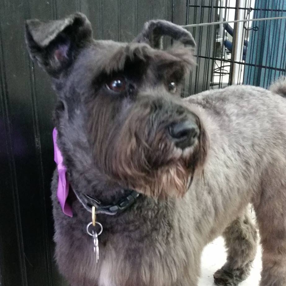 Bath to Bow Grooming Salon Calgary