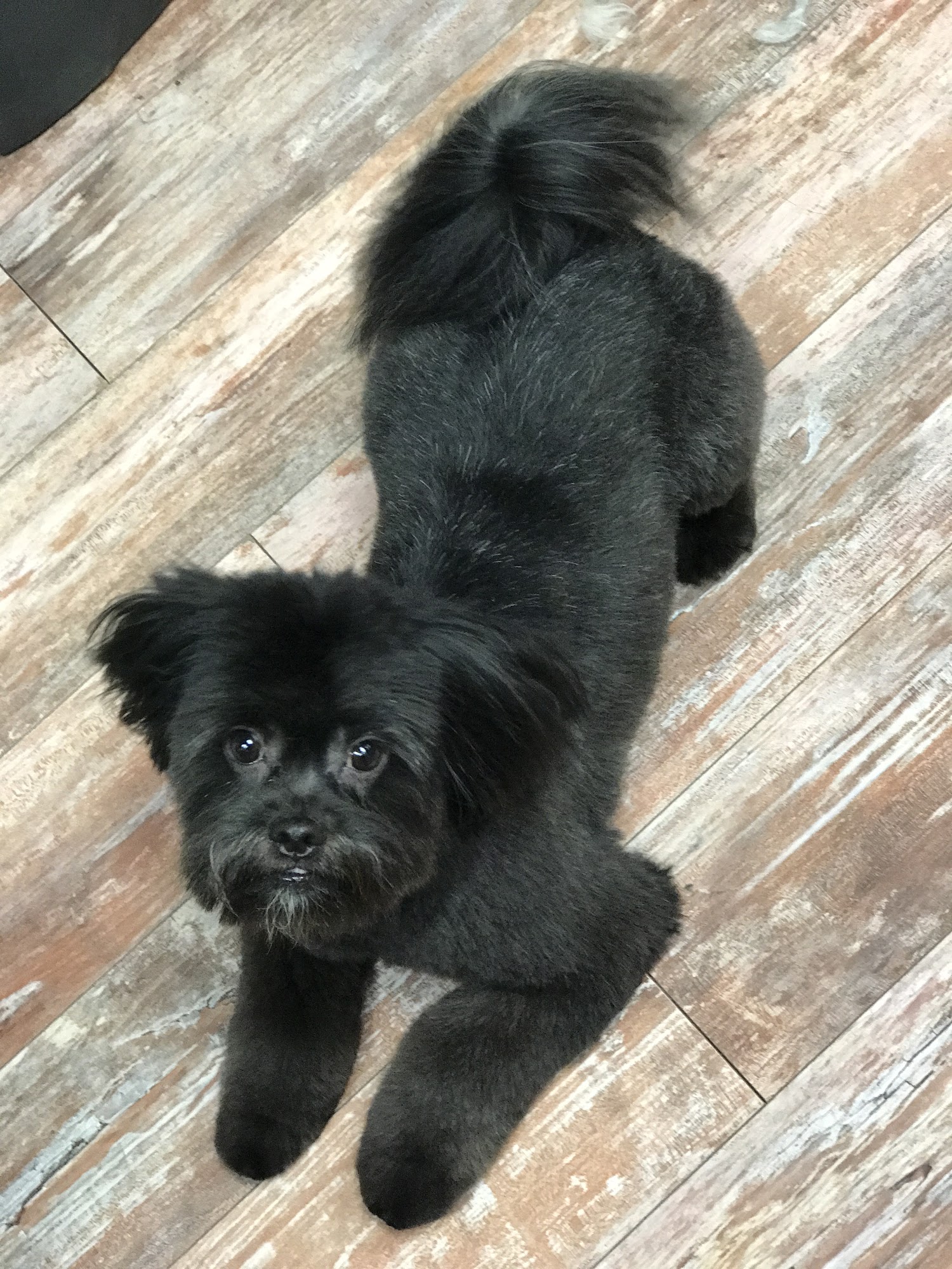 Marvellous Muttz Calgary