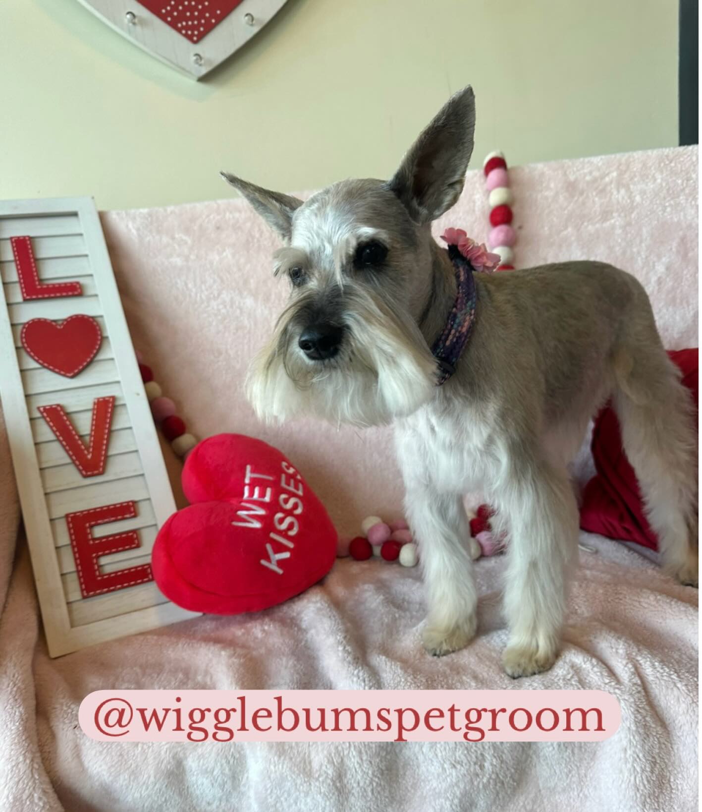 Wigglebums Pet Grooming Calgary