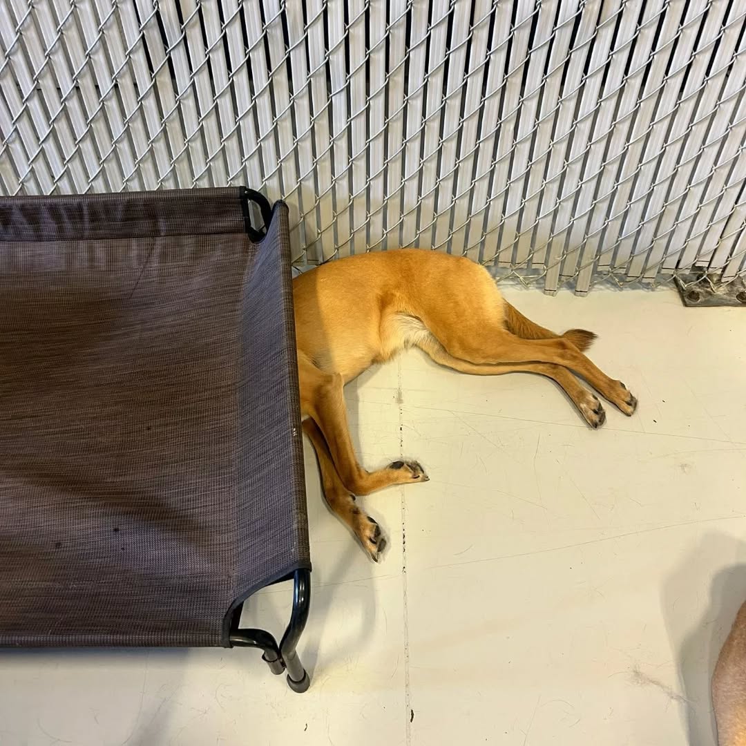 Muttley Crue Organics Calgary