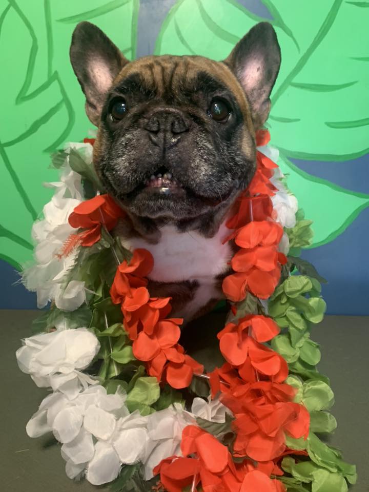 Tails A Waggin Calgary