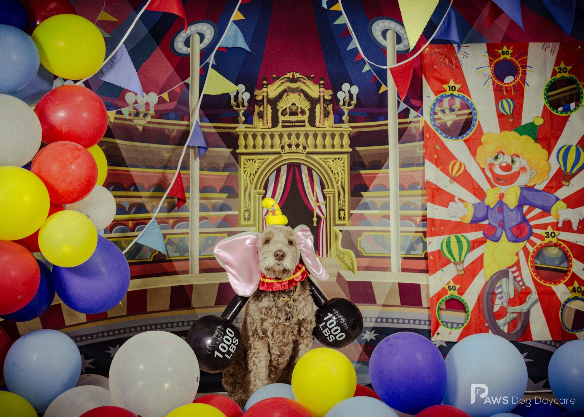 PAWS Dog Daycare Calgary Calgary