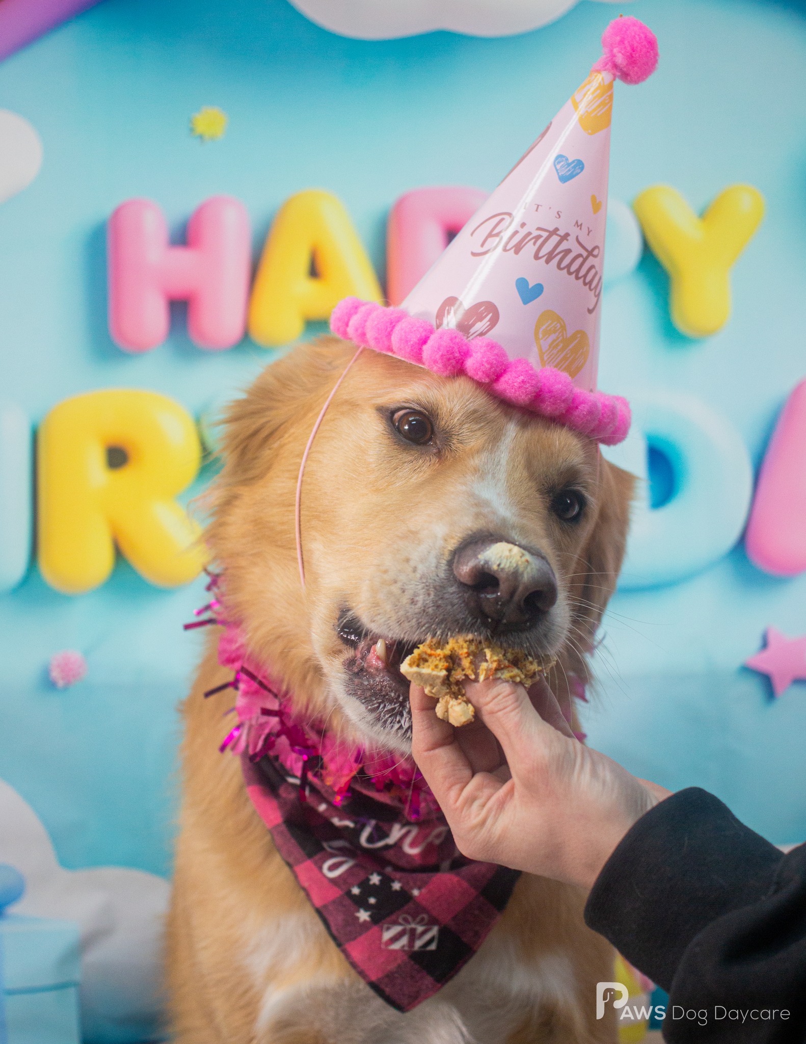 PAWS Dog Daycare Calgary Calgary