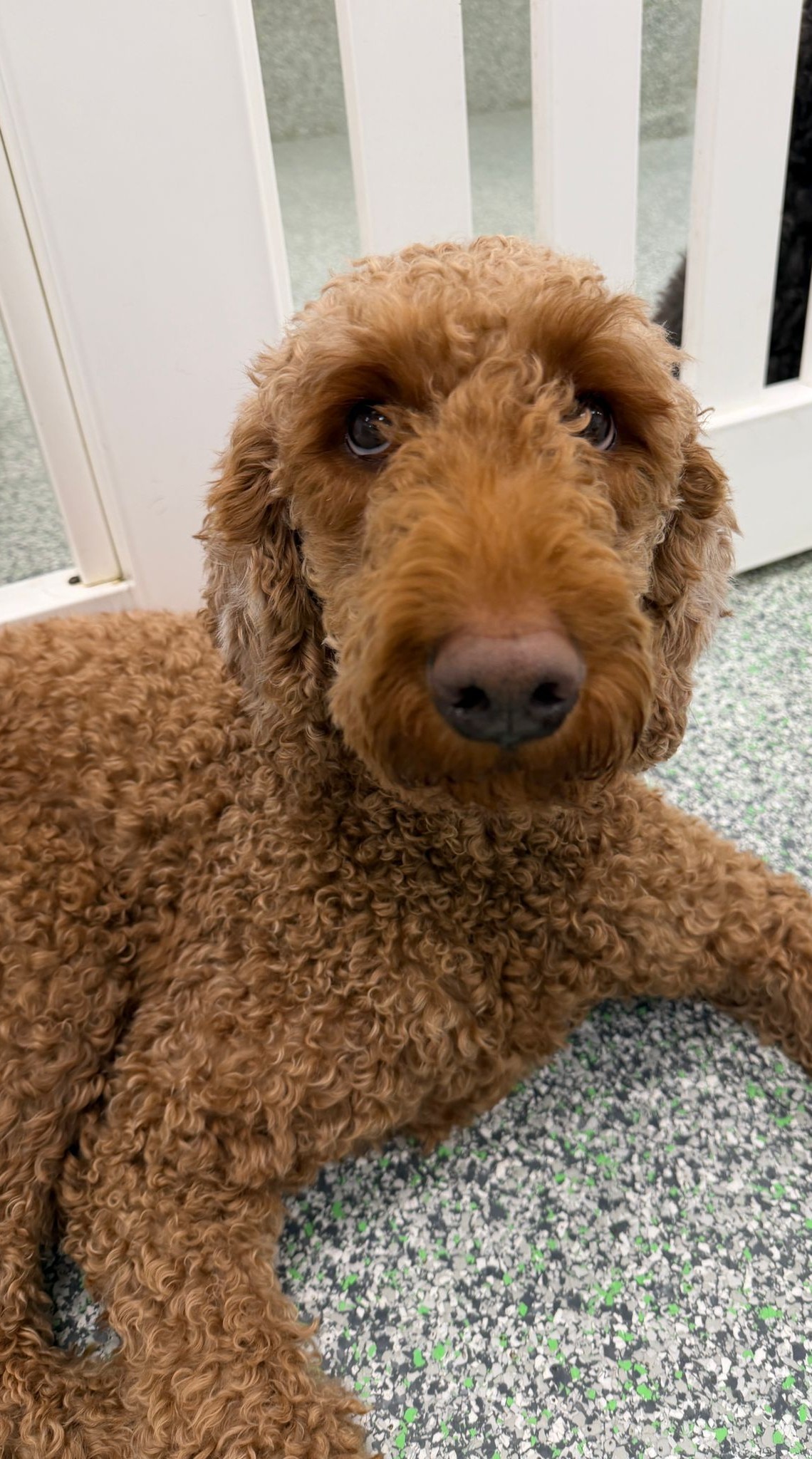 Marda Loop Doggie Daycare & Spa Calgary