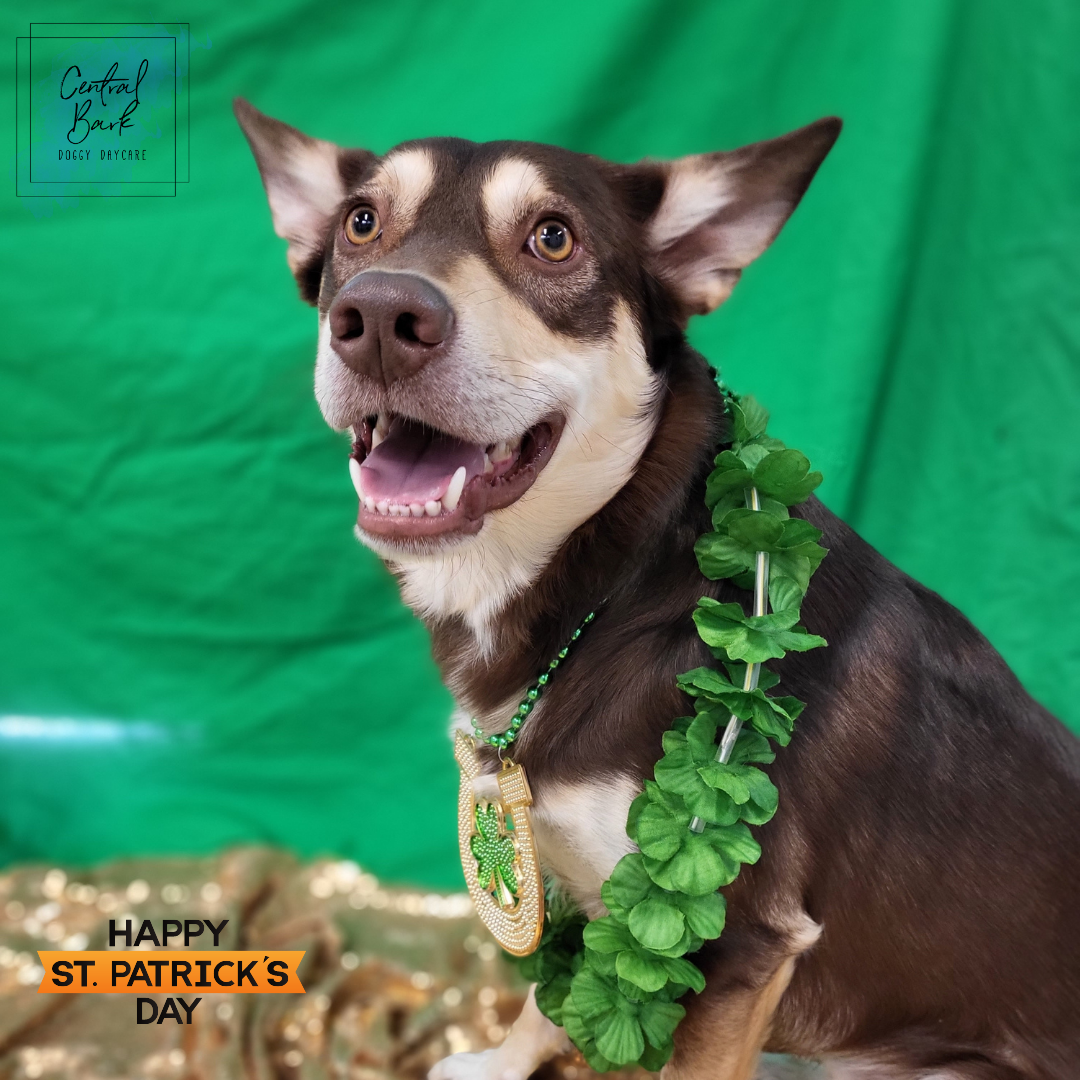 Central Bark Doggy Daycare and Grooming Spaw Calgary