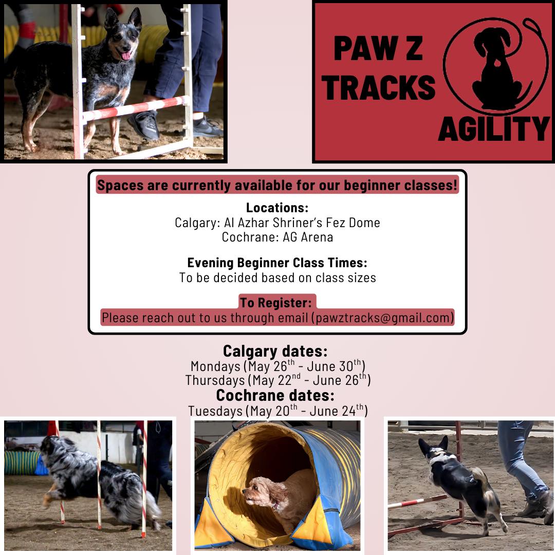 Paw Z Tracks Dog Agility Training Calgary