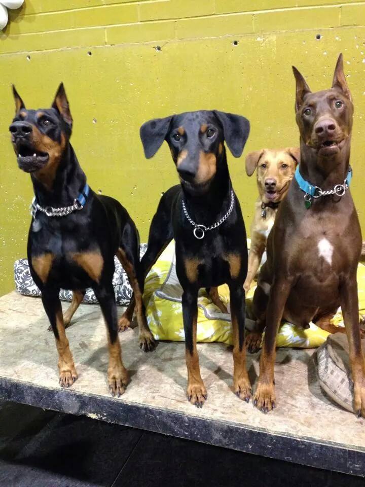 Sleep Rover Doggie Hotel & Daycare Calgary