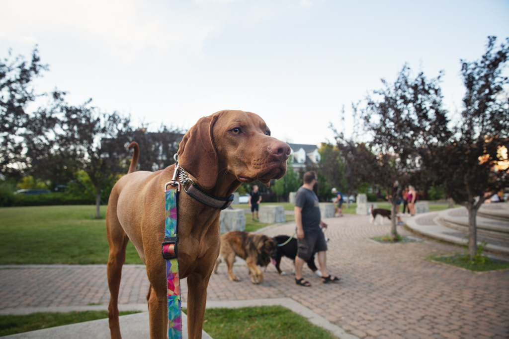 Cultured Canines Calgary