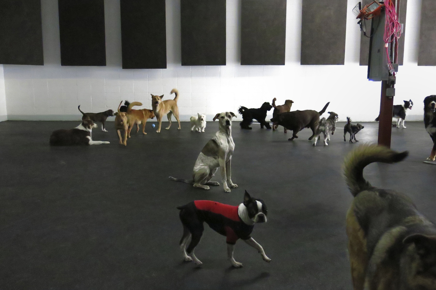 Back in the Pack Dog Daycare Calgary