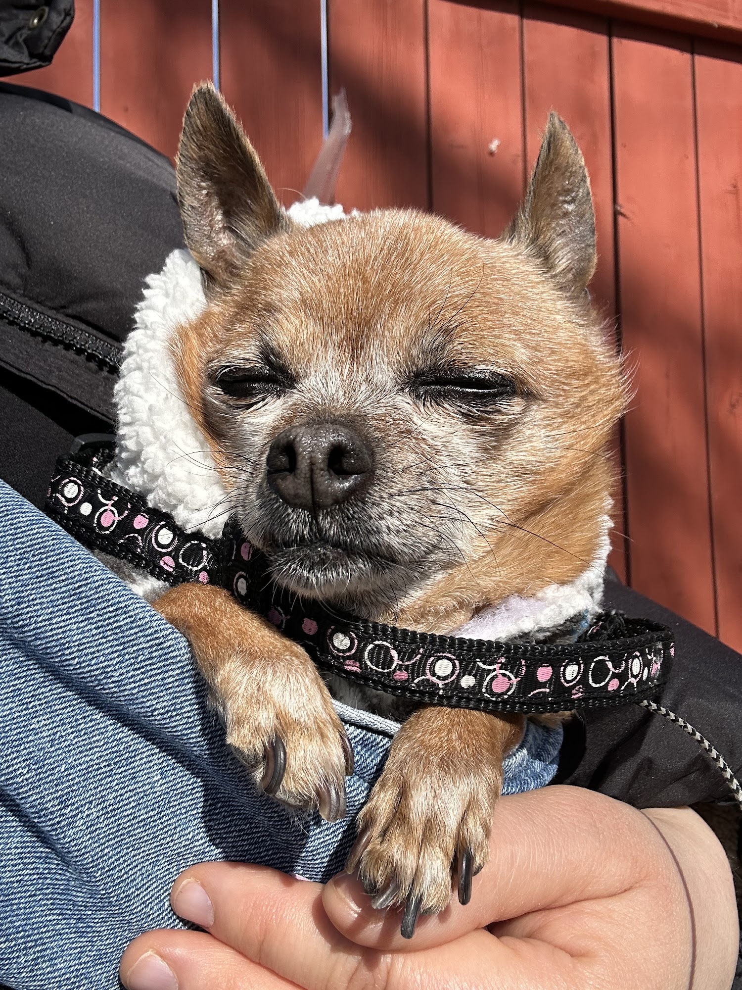 Canine Companion Clinic Calgary