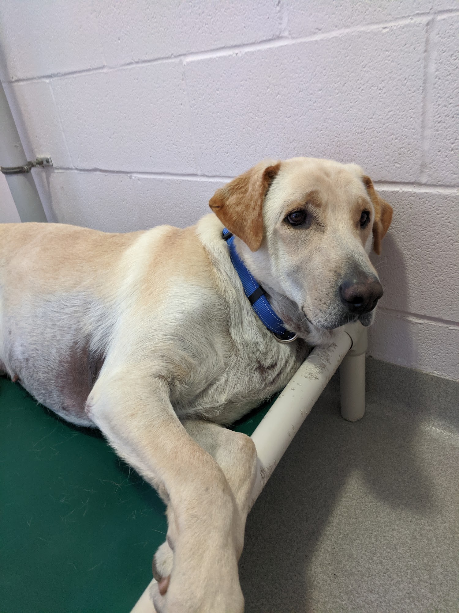 Calgary Humane Society Calgary