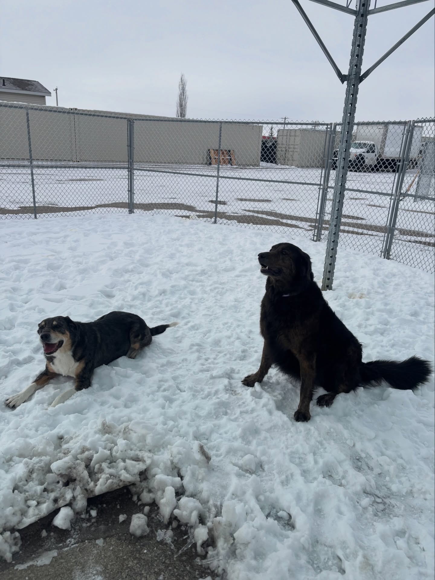 Springbank Pet Resort Calgary