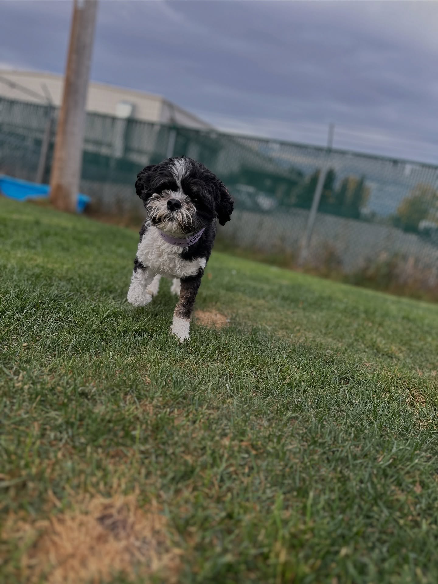 Springbank Pet Resort Calgary