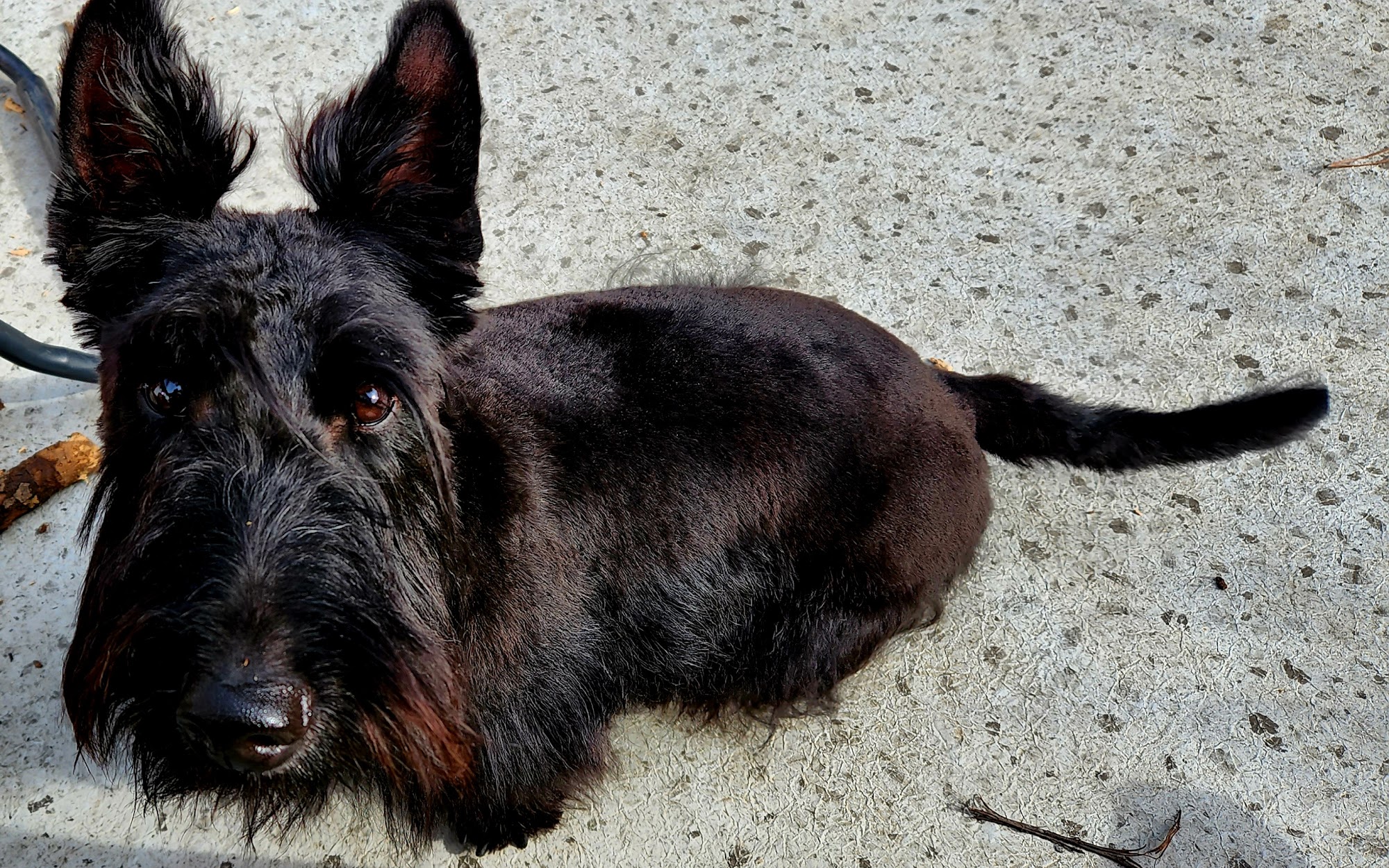 Cambrian Animal Hospital - Alberta Calgary