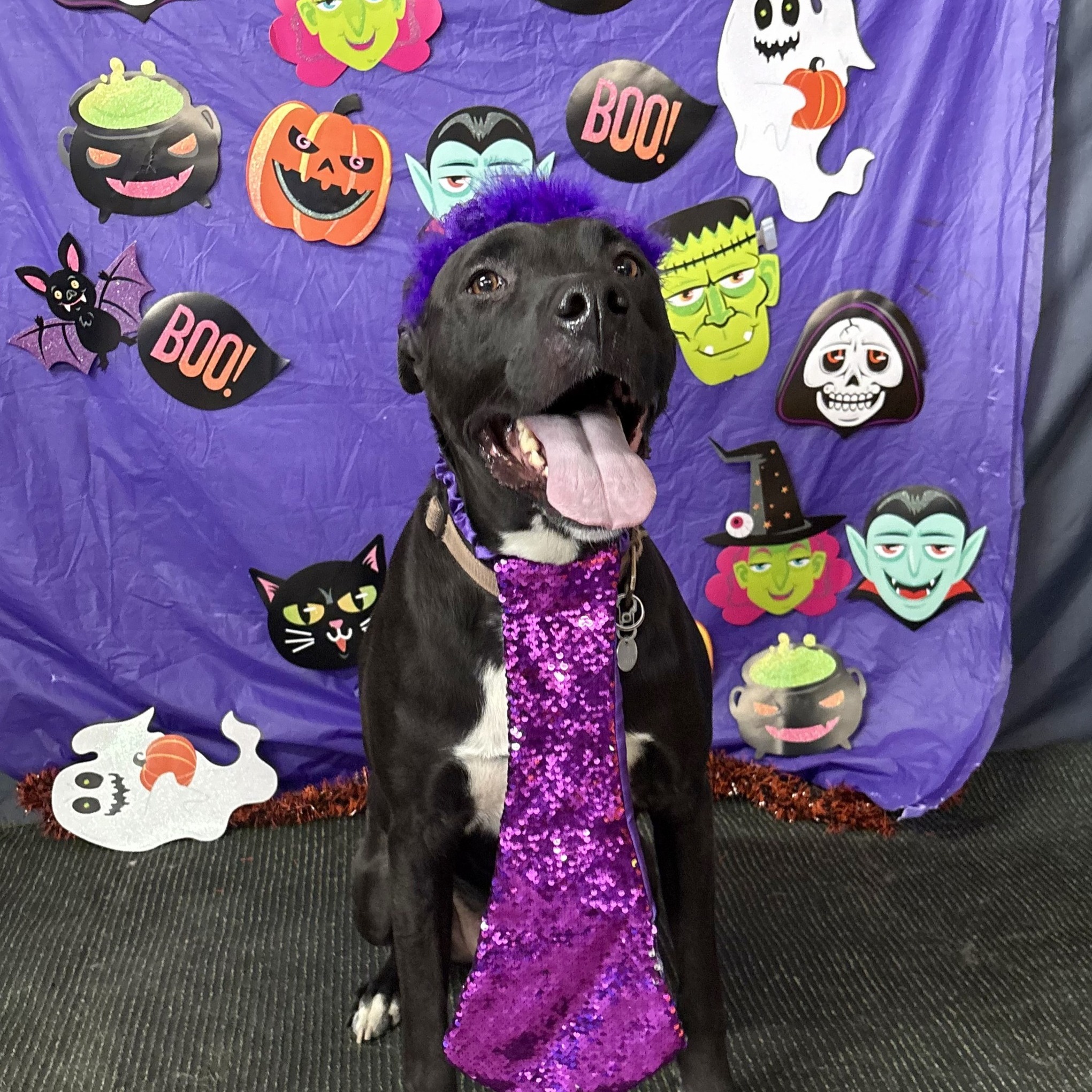 Launder-A-Pet Dog Wash and Daycare Calgary