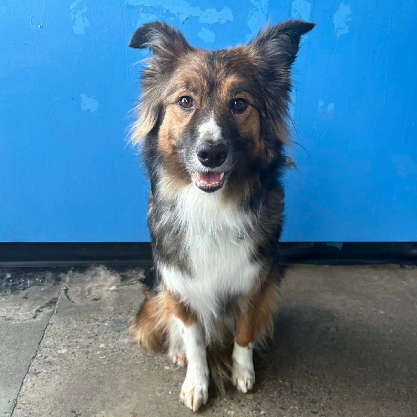 Launder-A-Pet Dog Wash and Daycare Calgary