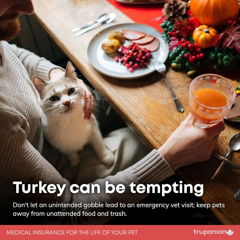 Edgemont Veterinary Clinic Calgary