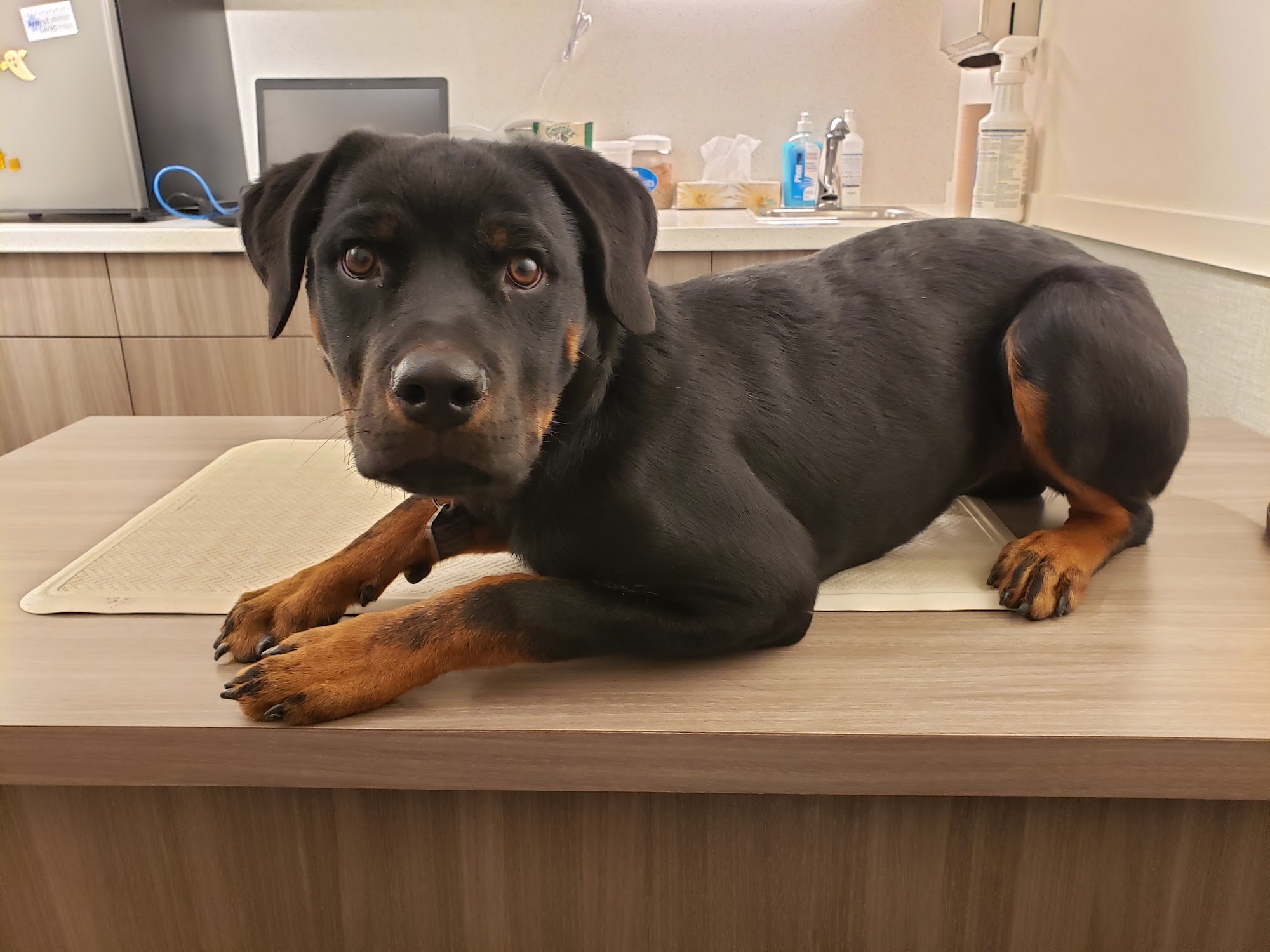 Animal Clinic Calgary