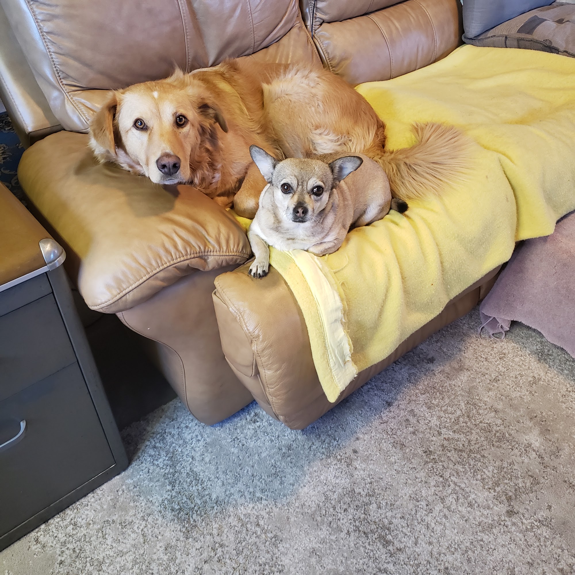 Rascals Pet Supplies & Grooming Ltd Calgary