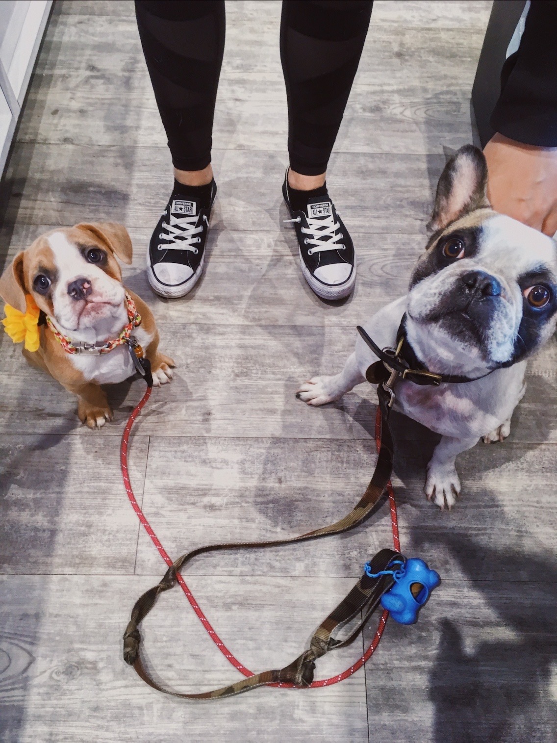 Bone & Biscuit South Trail Calgary