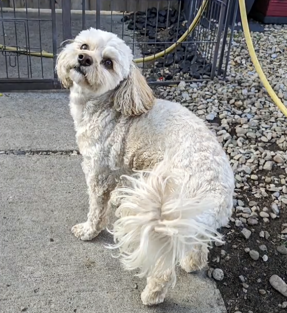 Wildsands Petcare & training Calgary