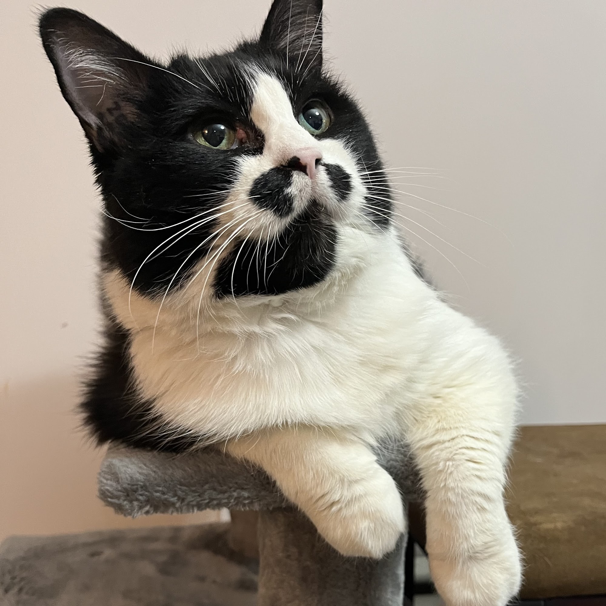 Fabulous Feline Grooming Calgary