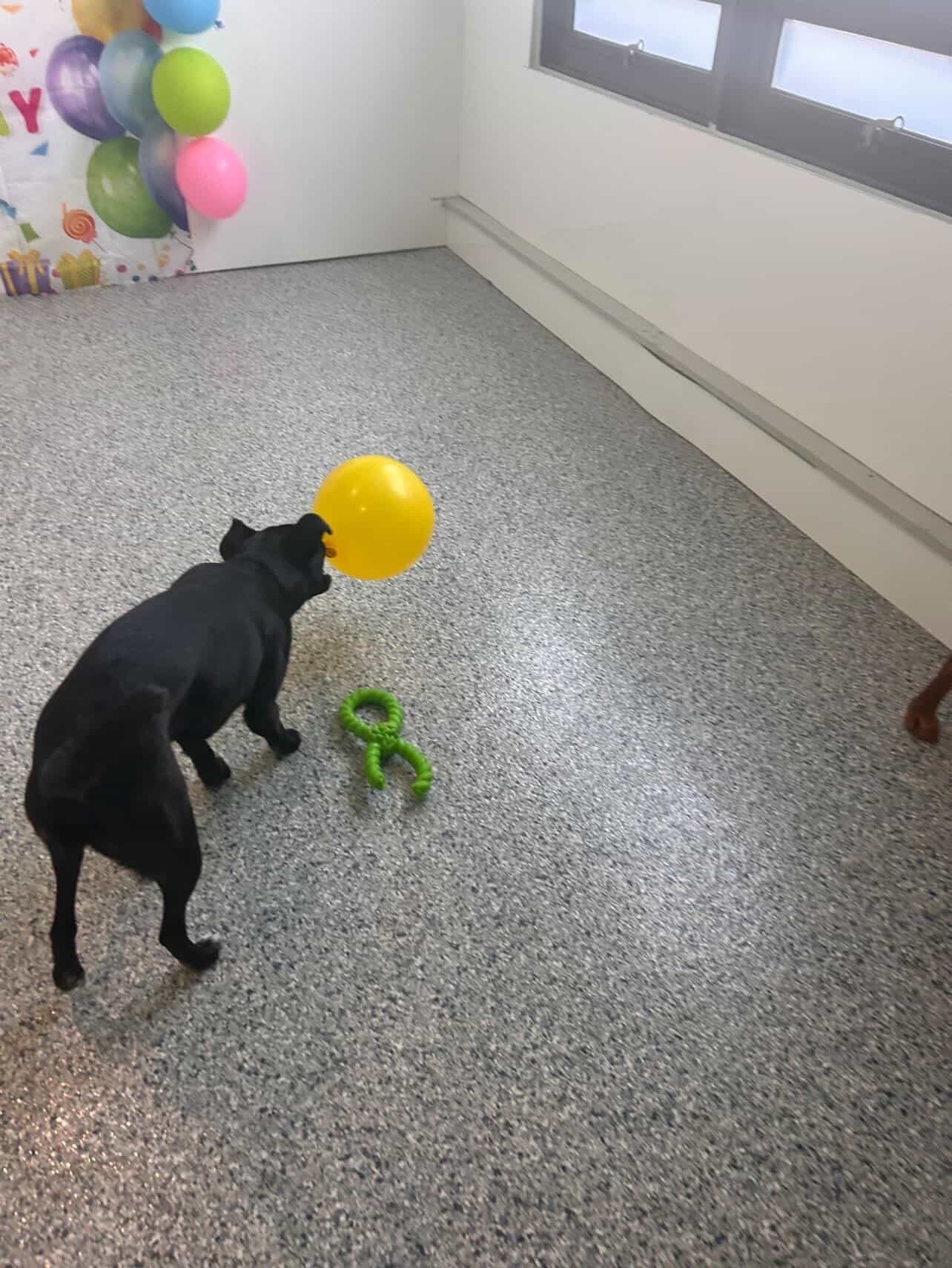 Pup City Doggy Daycare Calgary