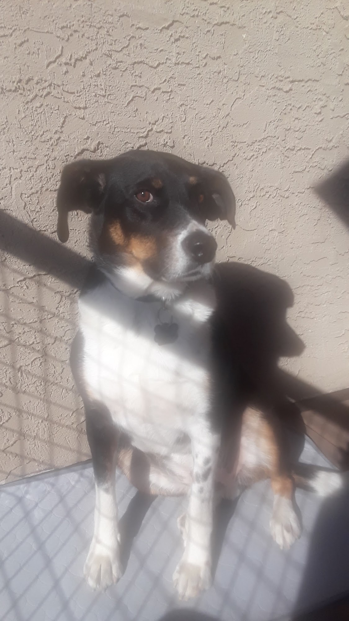 Oh My Dog Pet Grooming Calgary