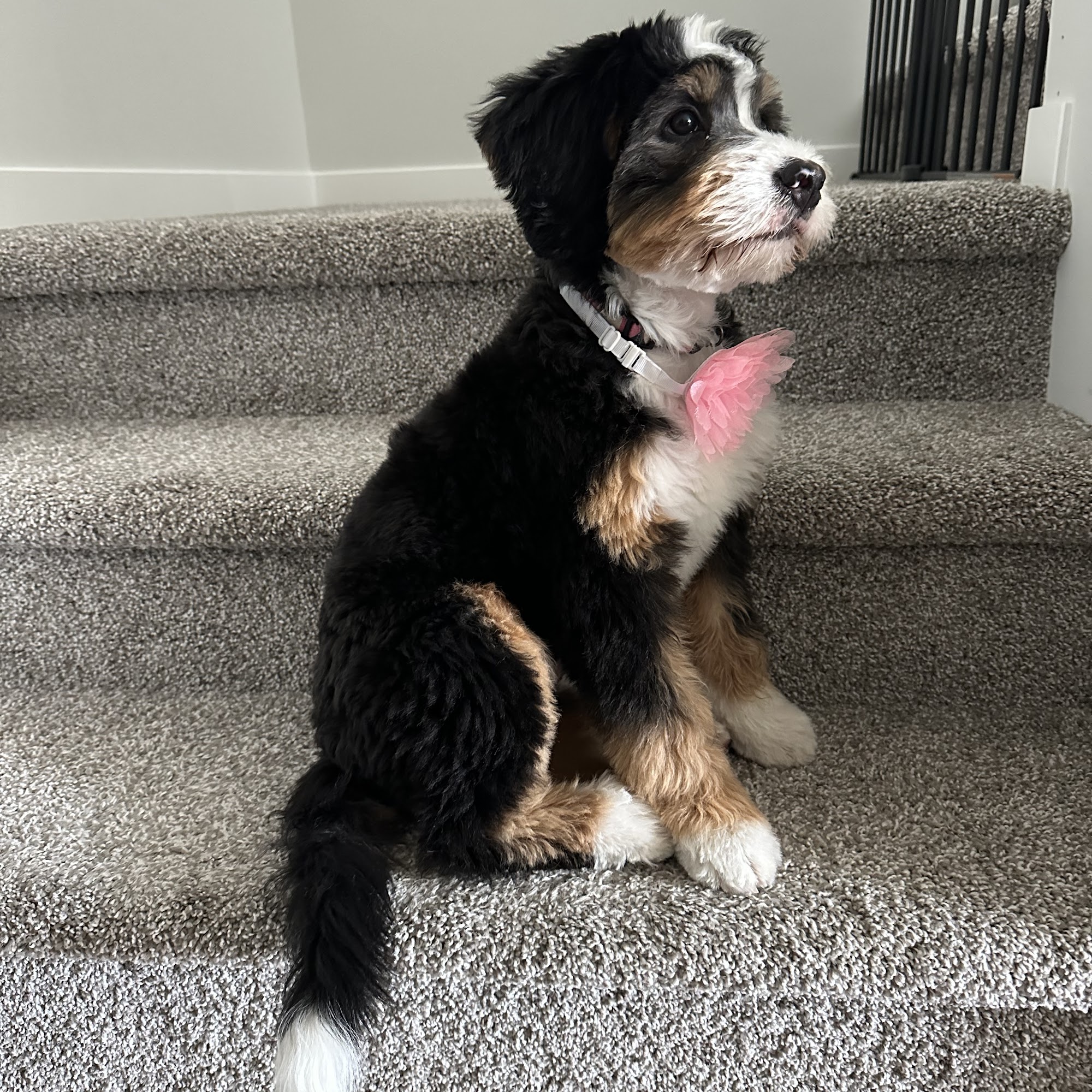 Doggydos by Lisa Calgary