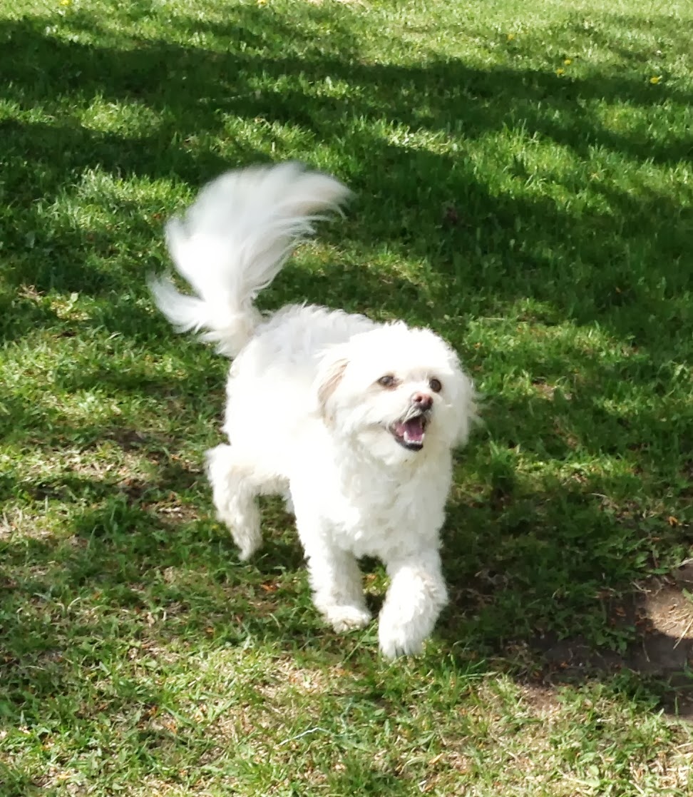 Sandyhill Boarding Kennels Calgary