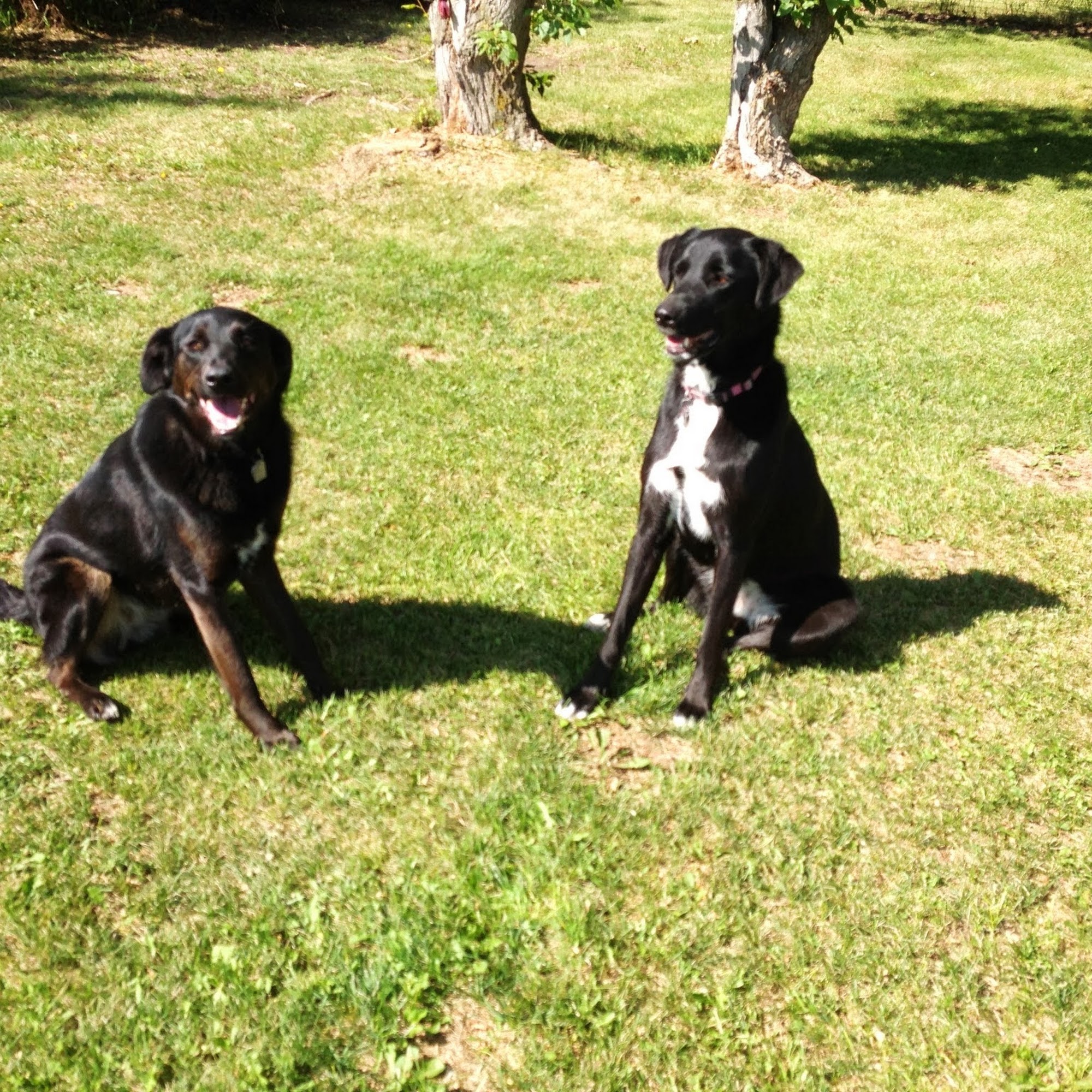 Sandyhill Boarding Kennels Calgary