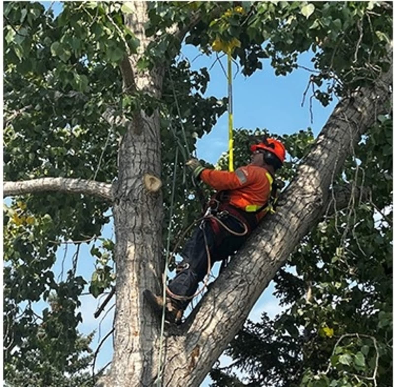 Photo credit: yellowpages.ca