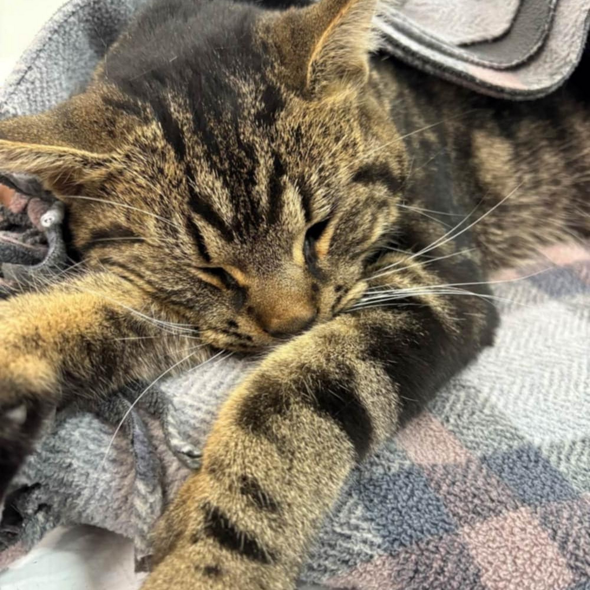 Camrose Veterinary Hospital Camrose