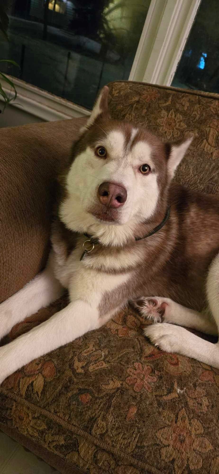 Pet Hair Everywhere Dog Grooming Camrose