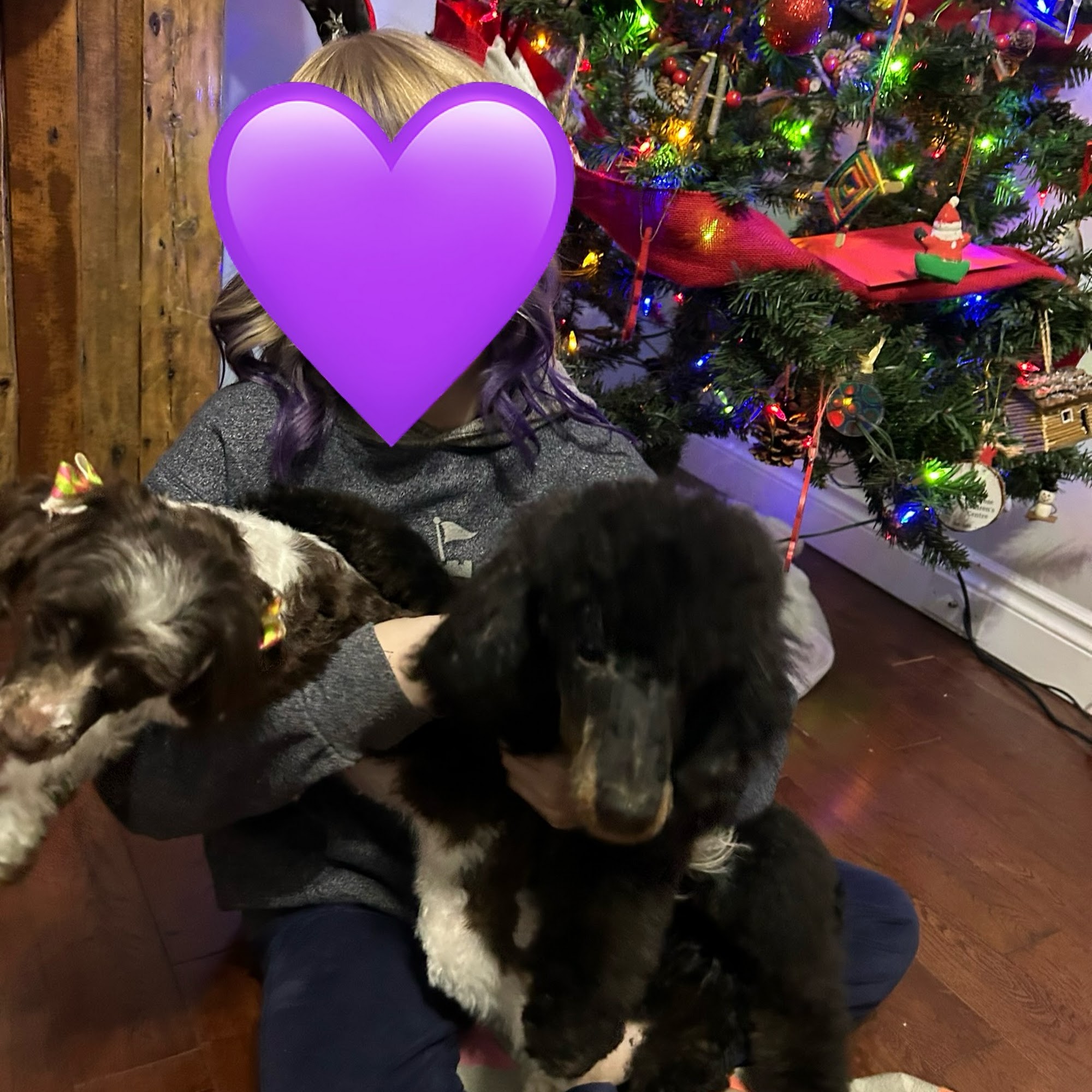 Vogue Pet Styling Camrose