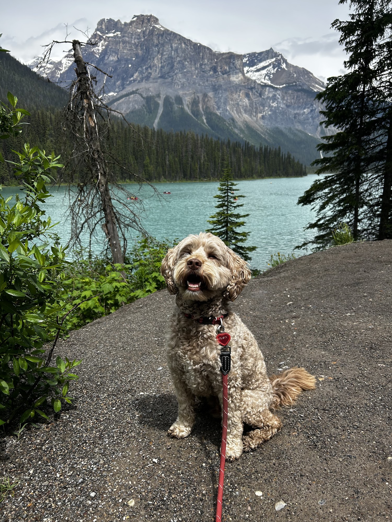 Mountain Animal Hospital and Mobile Veterinary Care Canmore