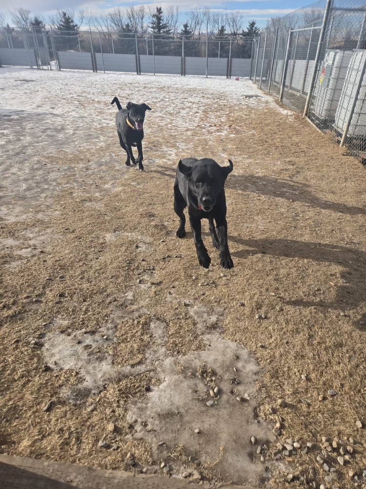 Room To Run Boarding Kennel