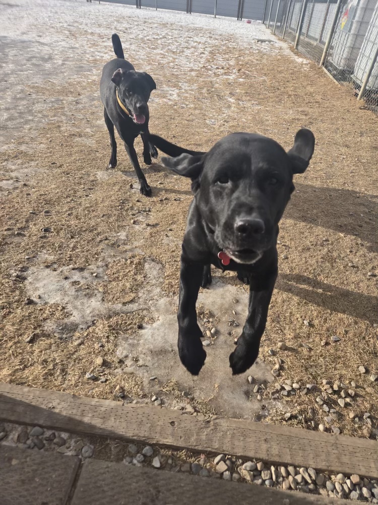 Room To Run Boarding Kennel