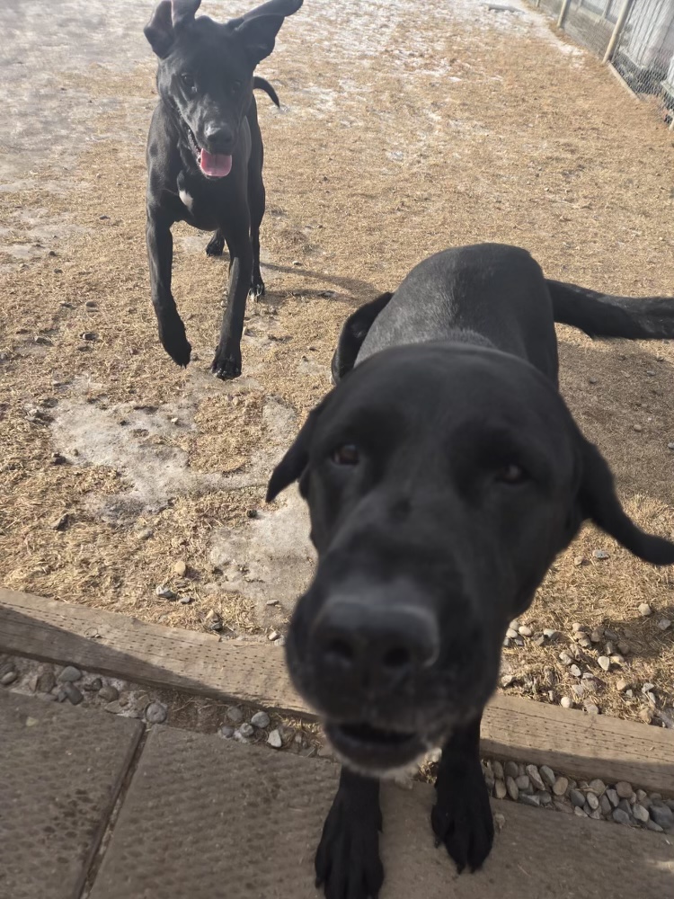 Room To Run Boarding Kennel