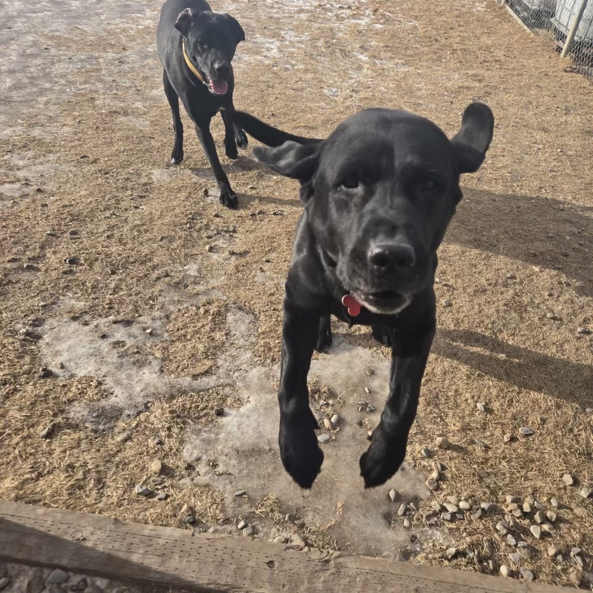 Room To Run Boarding Kennel