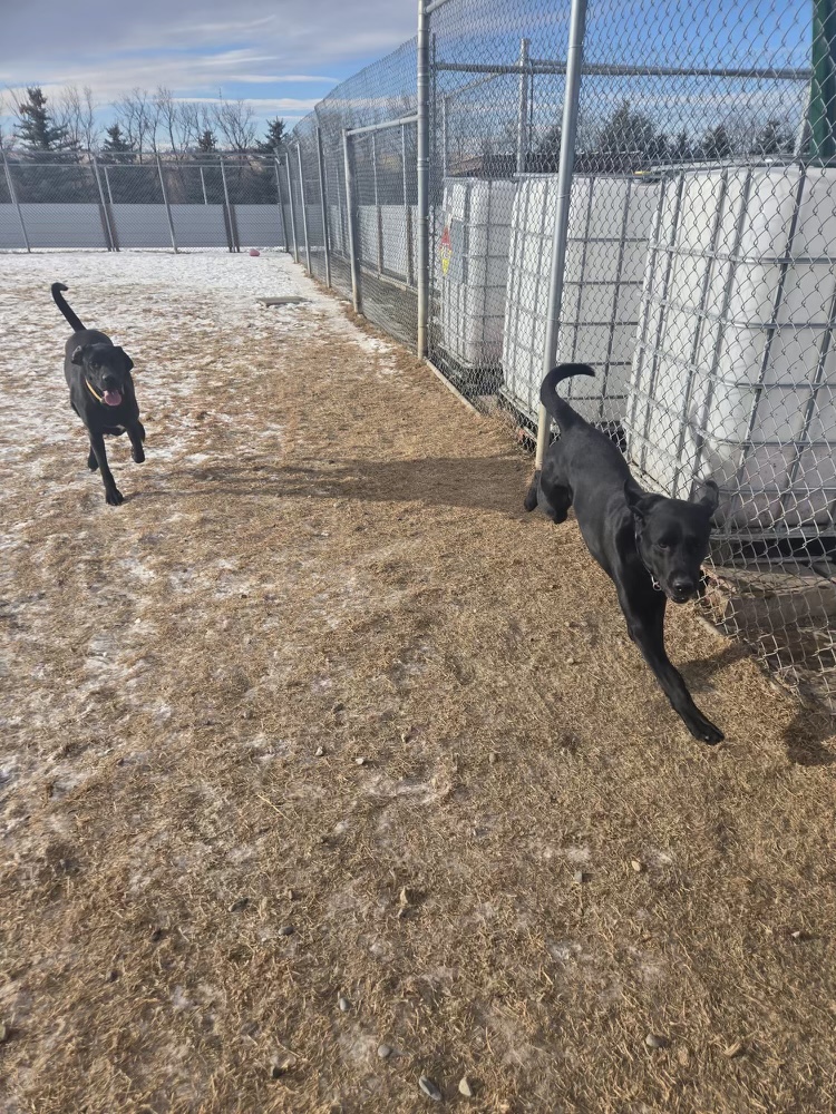 Room To Run Boarding Kennel